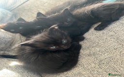 Ragdoll cats for sale: Ragdoll kittens  - Image 6