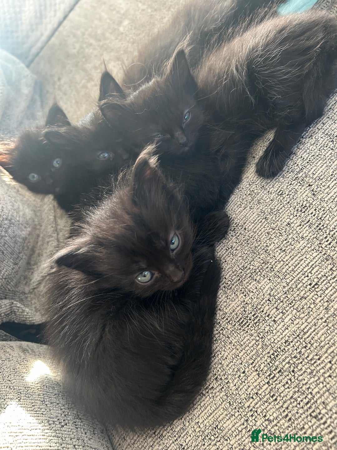 Ragdoll cats for sale: Ragdoll kittens  - Image 6