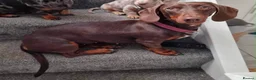 Dachshund dogs for sale: Female dachshund  - Advert 4