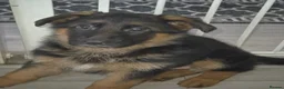 German Shepherd dogs for sale: Beautiful German shepherd puppies 1 left - Advert 6