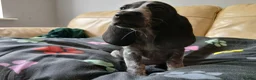 Mixed Breed dogs for sale: KC Basset Hound x KC German Shorthaired Pointer  - Advert 10