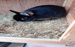 Netherland Dwarf rabbits for sale: Netherland Dwarfs  - Image 4