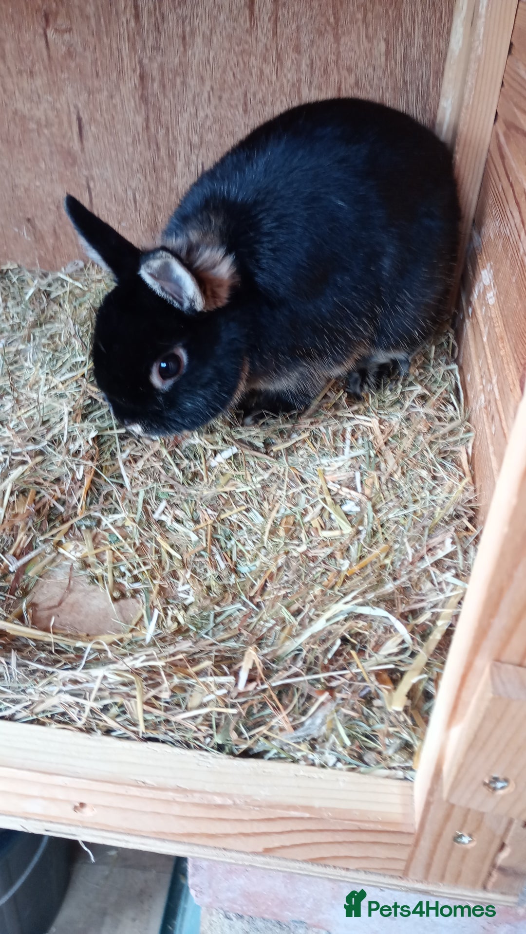 Netherland Dwarf rabbits for sale: Netherland Dwarfs  - Image 4