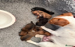 Jack Russell dogs for sale: Gorgeous Jack Russell Puppies - Image 31