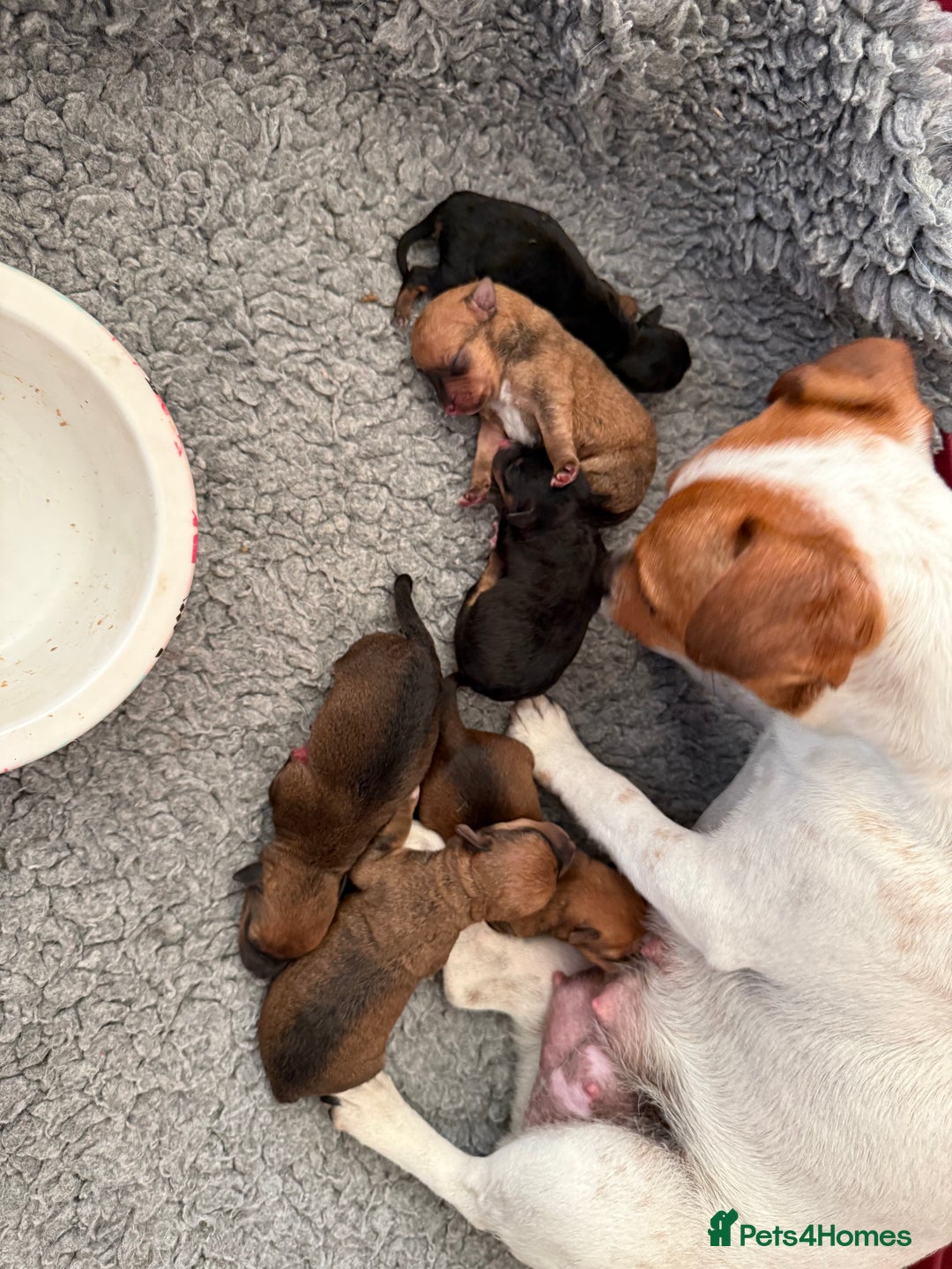 Jack Russell dogs for sale: Gorgeous Jack Russell Puppies - Image 31