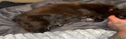 Maine Coon cats for sale: 4 BEAUTIFUL mainecoon x bengal kittens for sale - Advert 7