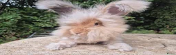 Angora rabbits for sale: 🌟STUNNING ANGORA BABIES- maxi full face 🌟 - Advert 5