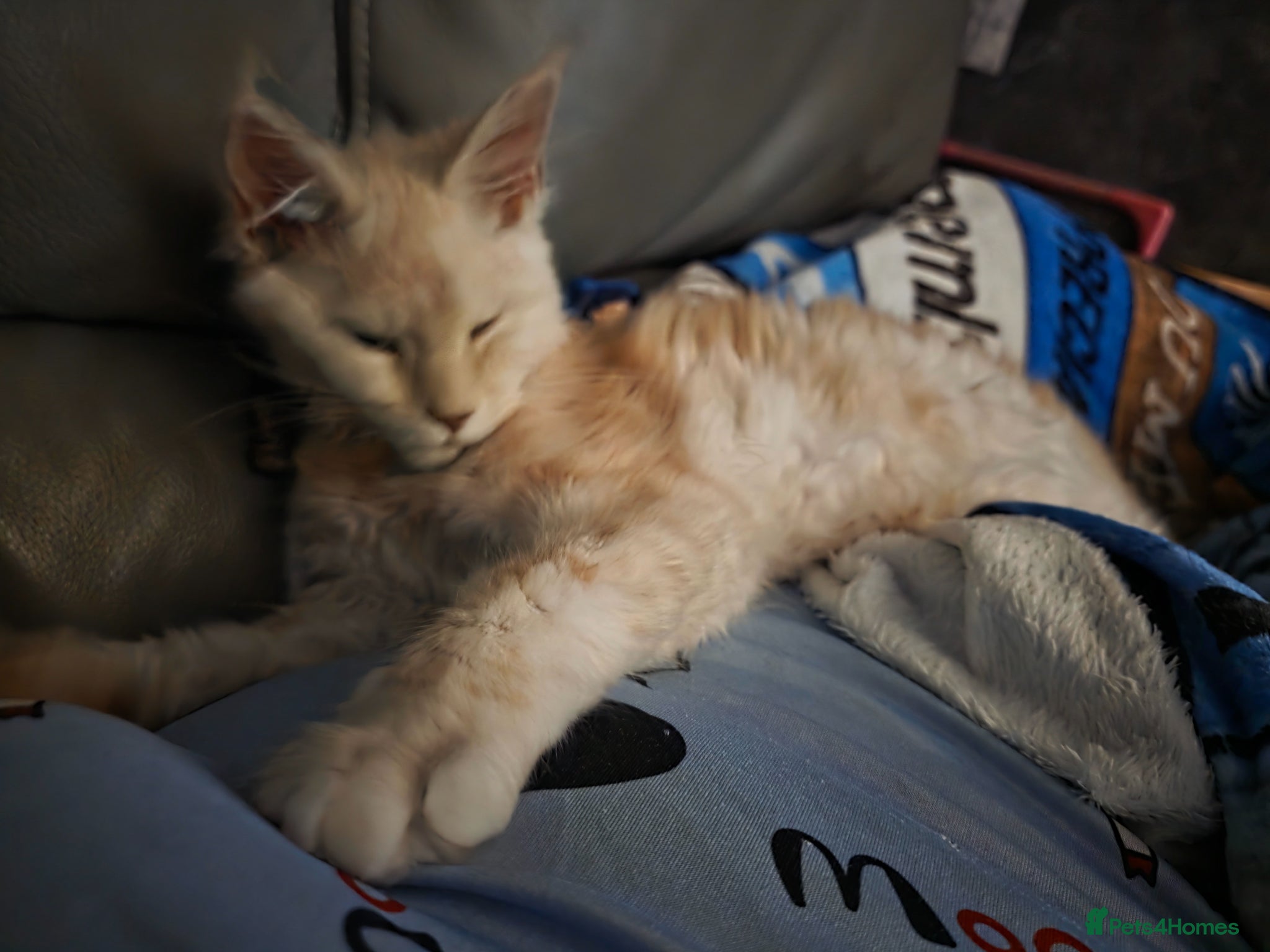 Maine Coon cats Narla - Advert 3