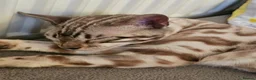 Bengal cats for sale: Snow clouded bengal - Advert 5