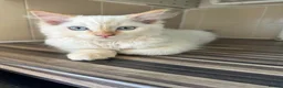 Ragdoll cats for stud: Flame point ragdoll for stud - Advert 7