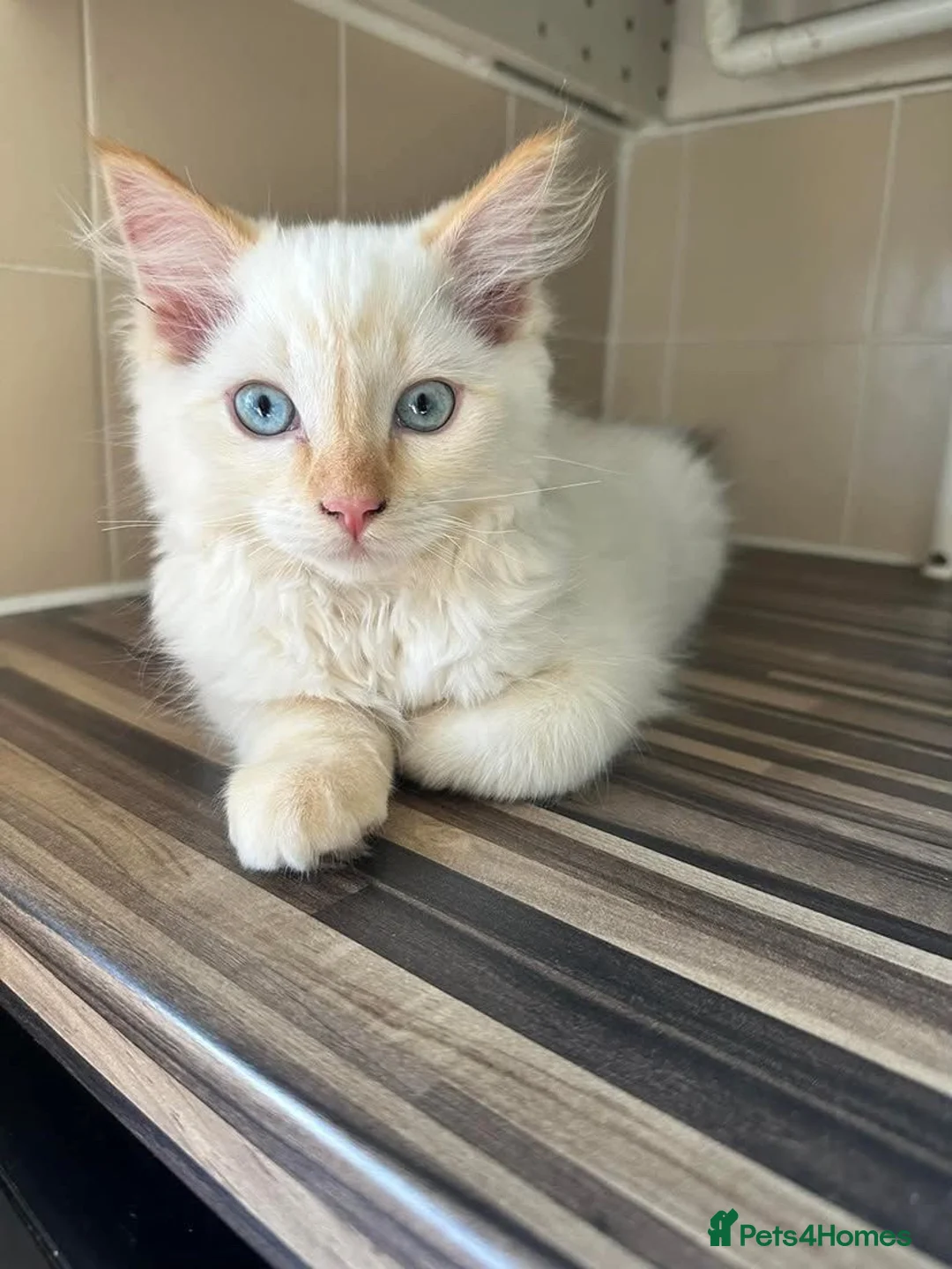 Ragdoll cats for stud: Flame point ragdoll for stud - Advert 7
