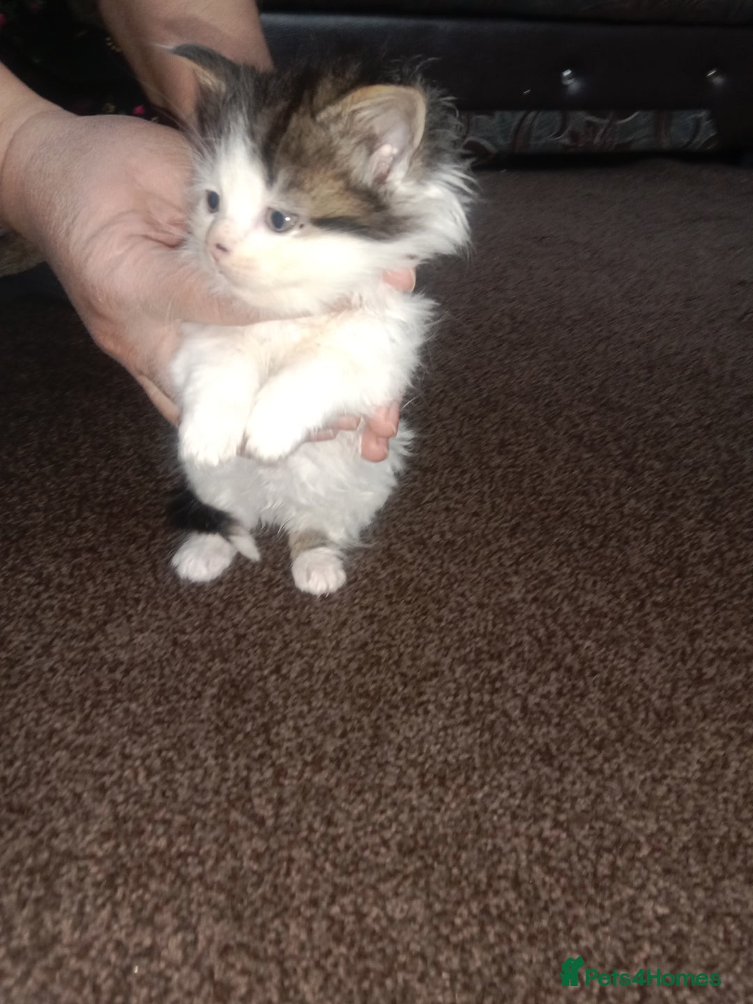 Mixed Breed cats for sale: Imran - Advert 3