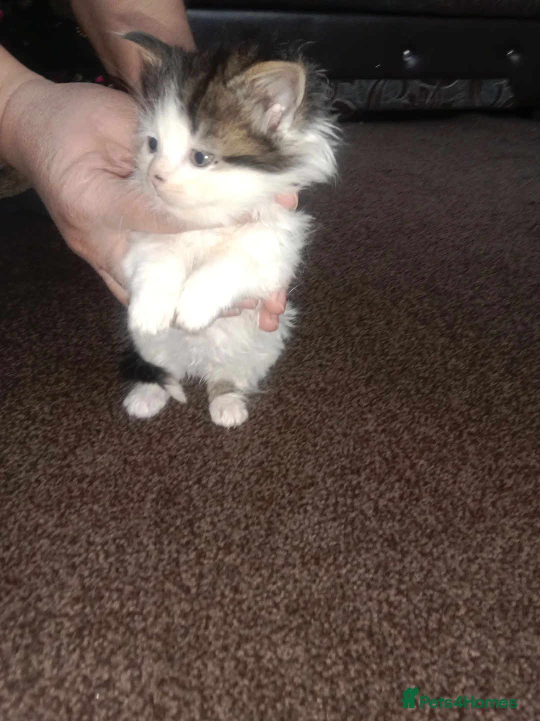 Mixed Breed cats for sale: Imran - Advert 2