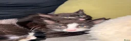 Mixed Breed cats for sale: 3 female kittens  - Advert 2