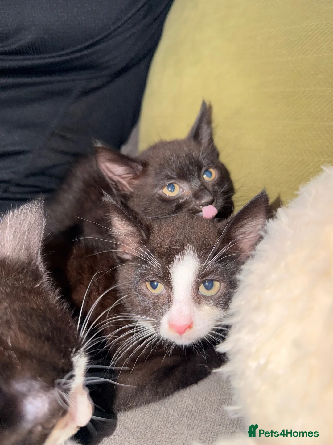 Mixed Breed cats for sale: 3 female kittens  - Advert 2