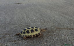 Tortoise reptiles for sale: Young Horsfield Tortoise  - Image 4