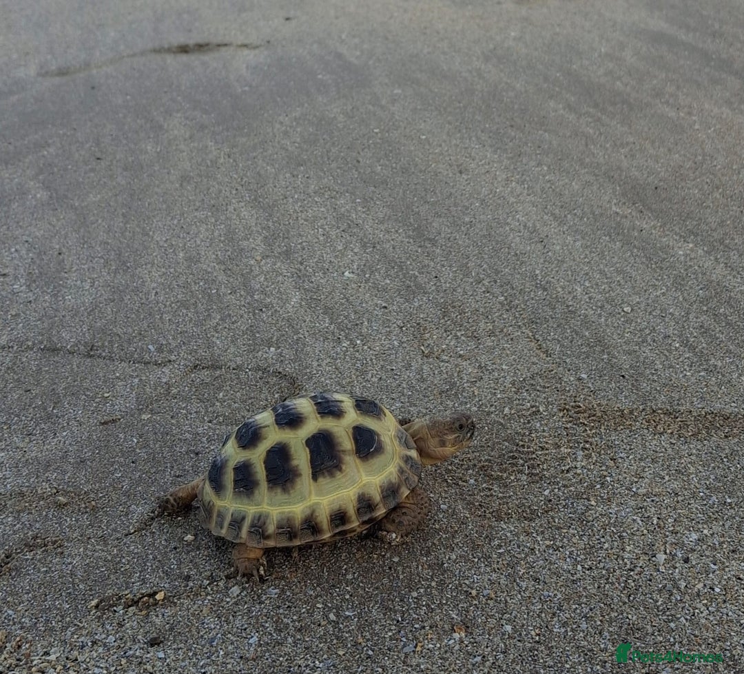 Tortoise reptiles for sale: Young Horsfield Tortoise  - Image 4