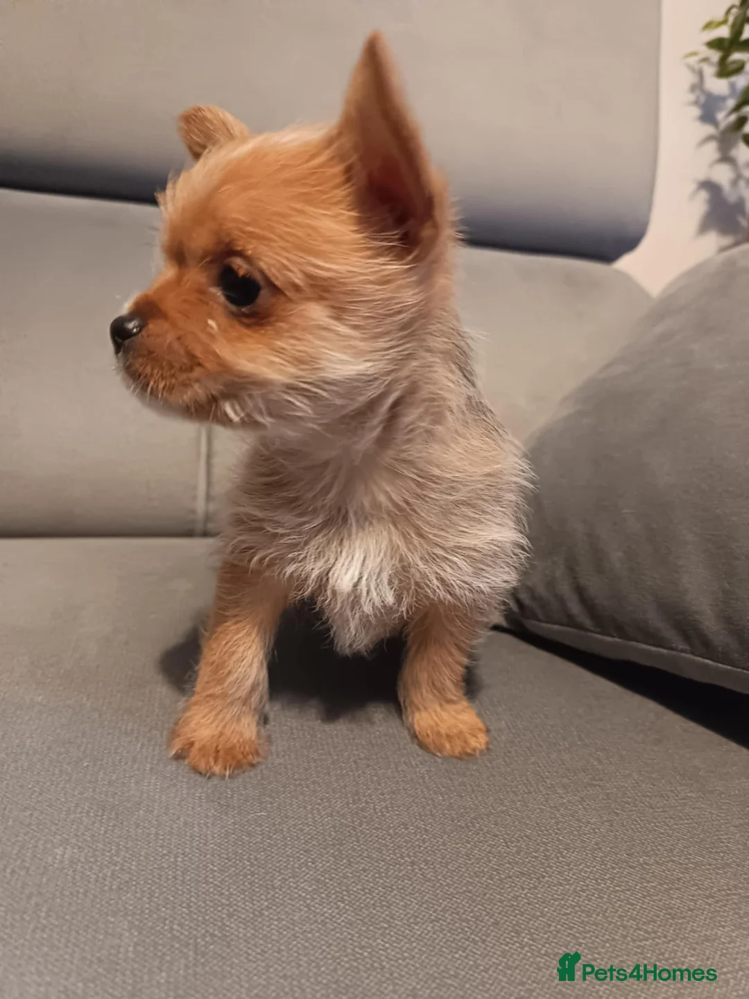 Mixed Breed dogs for sale: 3 Mixed breed puppies  - Advert 6