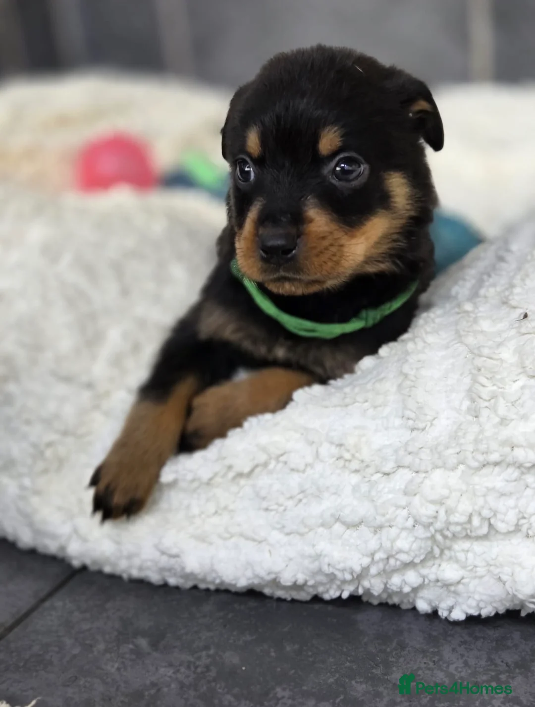 Rottweiler dogs for sale: Stunning Rottweiler pups - Advert 33