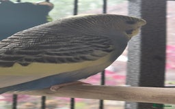 Budgerigars birds for sale: Beautiful baby budgies  - Image 6