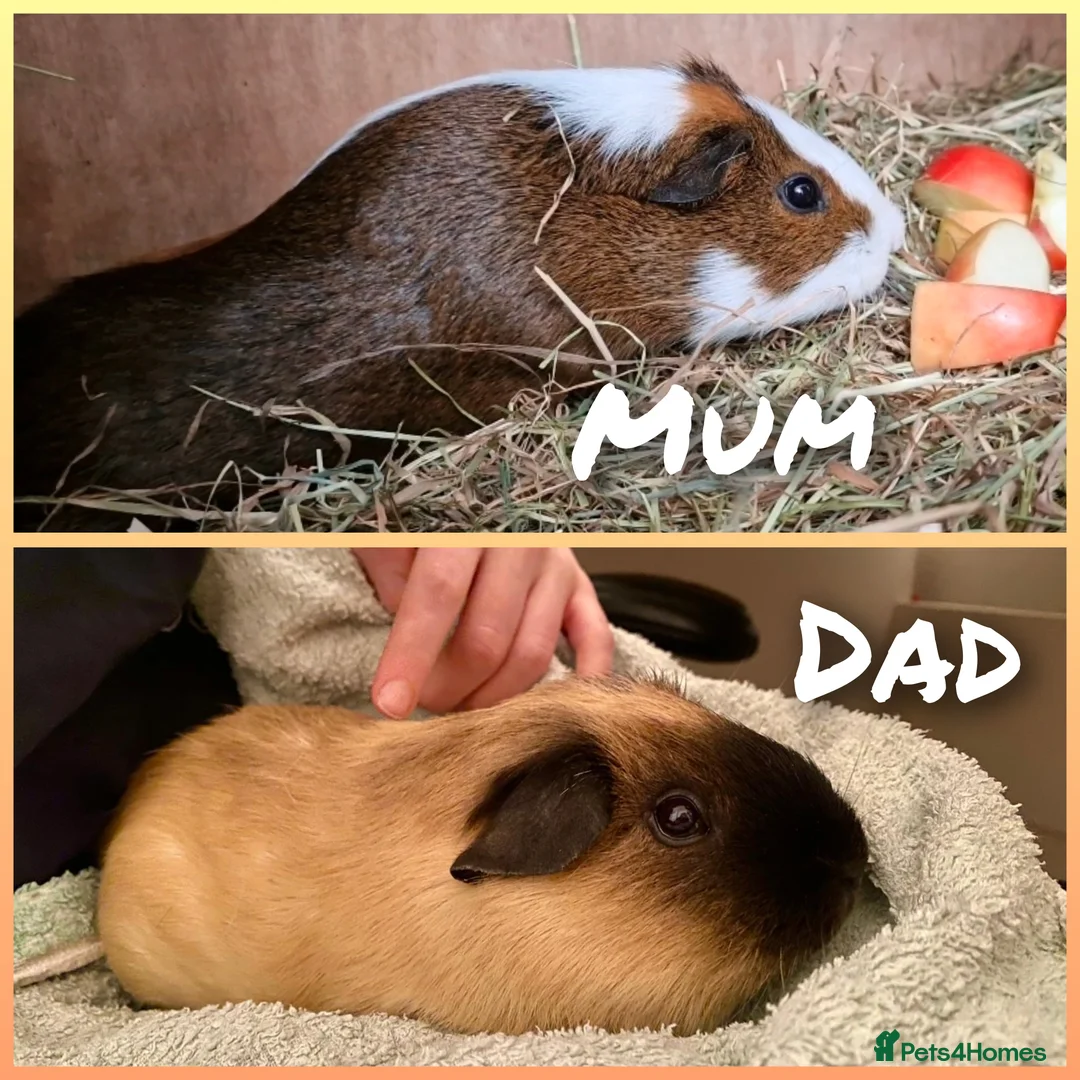 Guinea Pig rodents for sale: Baby Guinea pigs. IP39Es - Advert 2