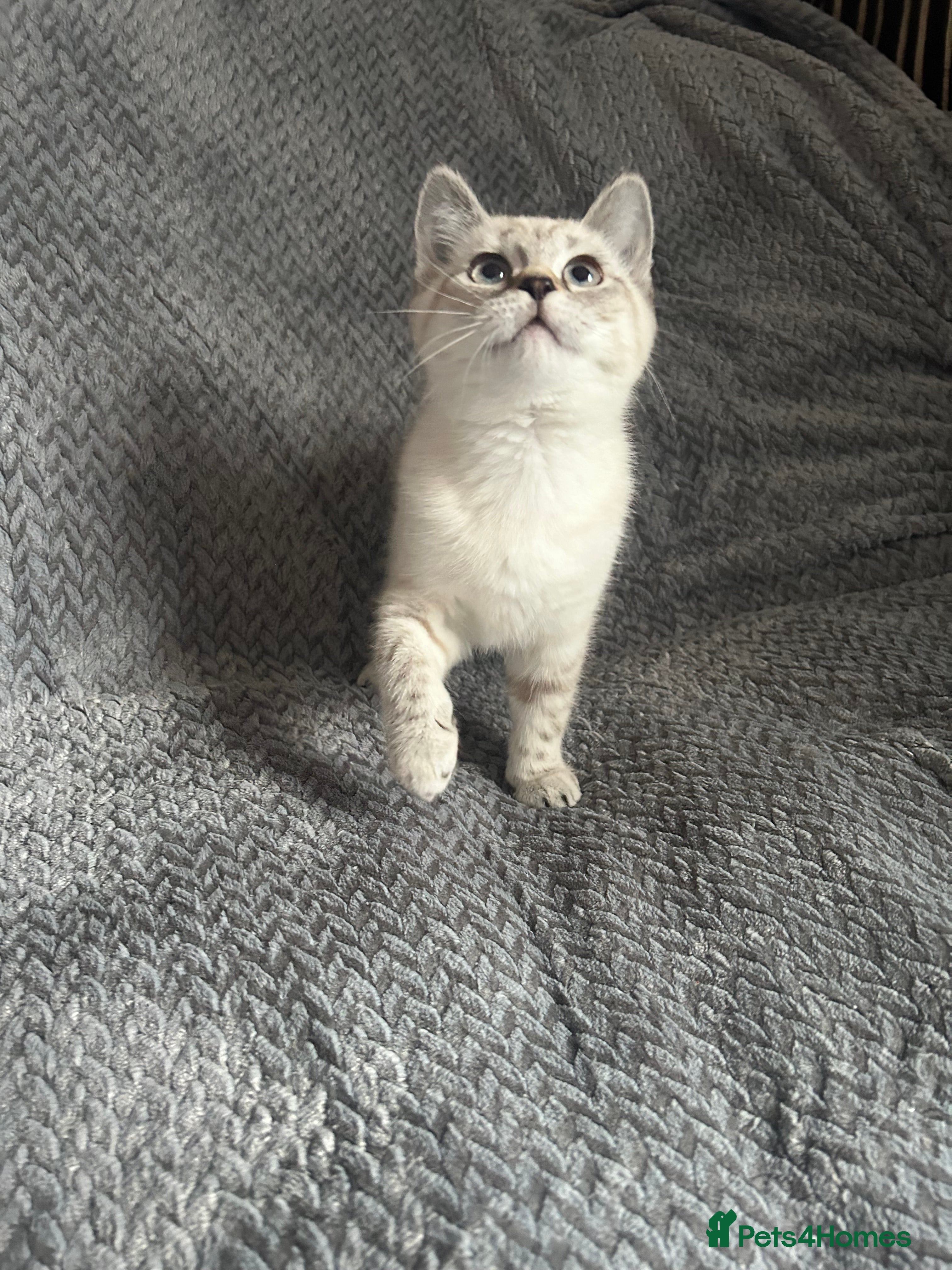 Mixed Breed cats RAGDOLL X BSH kittens  - Advert 1