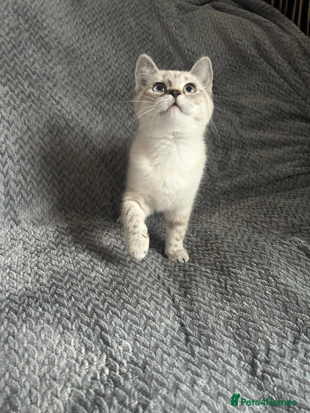 Mixed Breed cats for sale: RAGDOLL X BSH kittens  - Advert 1