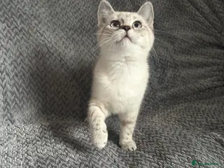 Mixed Breed cats RAGDOLL X BSH kittens - Advert 1