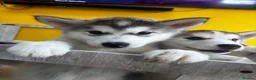 Utonagan dogs for sale: Husky x Malamute puppies - Advert 2