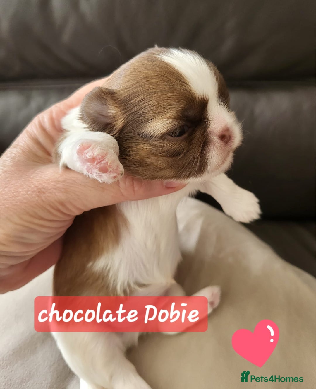 Shih Tzu dogs for sale: KC IMPERIAL SHISH TZU - Image 6