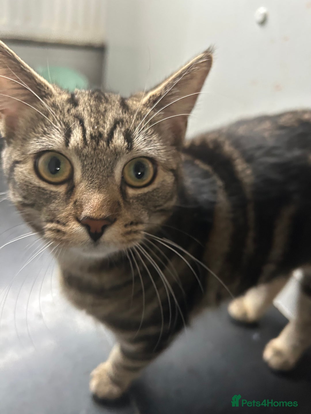 Bengal cats for sale: 5 month old tabby - Image 3