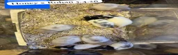 Rat rodents for sale: Beautiful full size and dwarf rats ready now - Advert 3