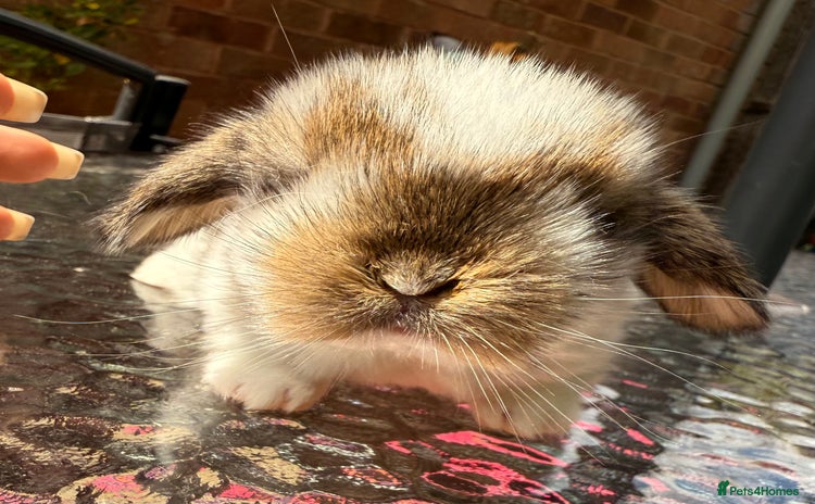 Mini Lop rabbits - Advert 9