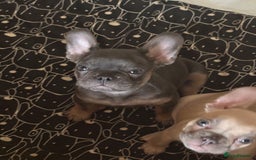 French Bulldog dogs for sale: Price reduced!Kc French bulldog last puppy - Image 19