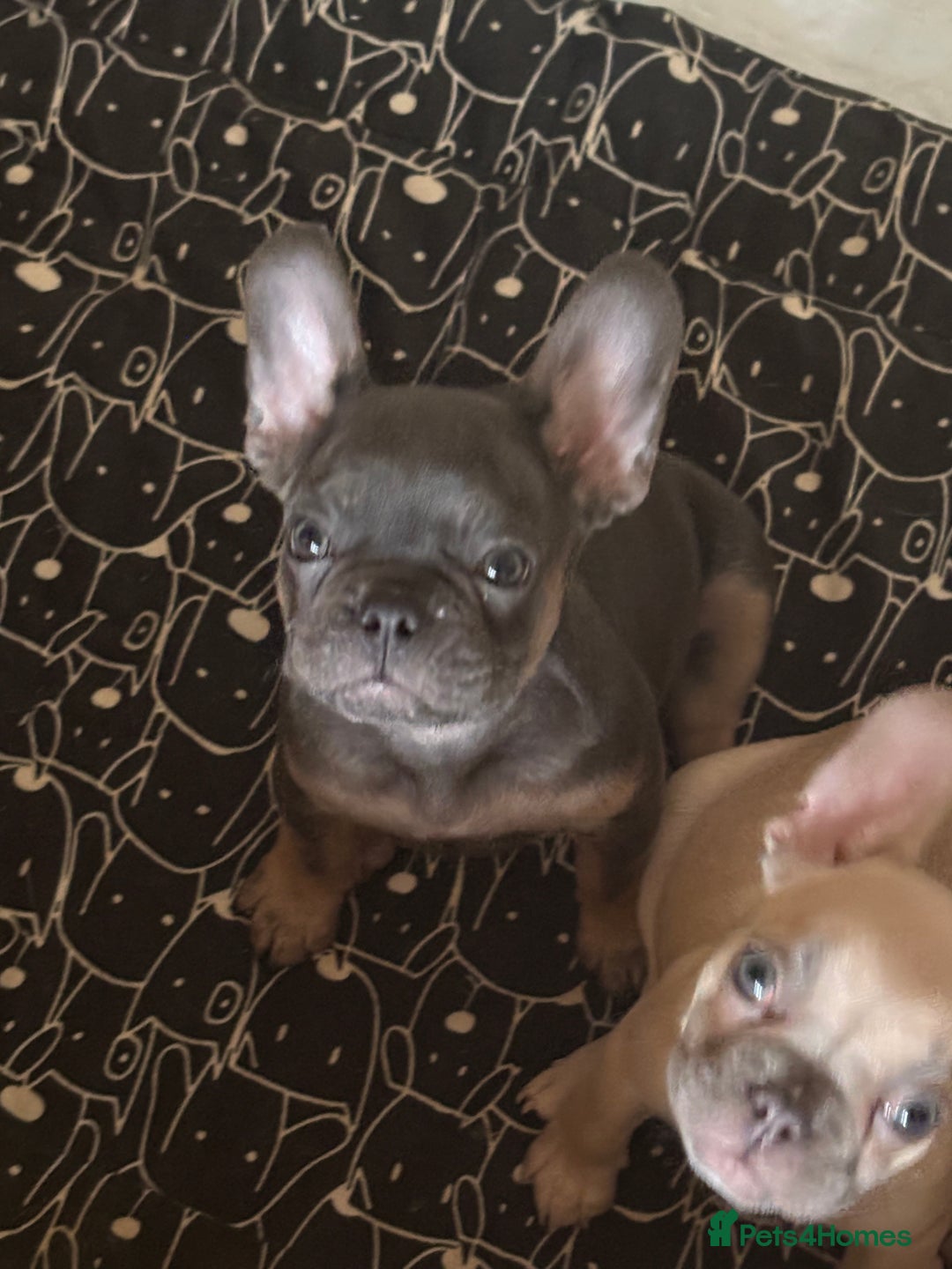 French Bulldog dogs for sale: Price reduced!Kc French bulldog last puppy - Image 19