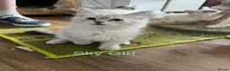 Siberian cats for sale: Amazing Siberian Neva Masquerade/Ragdoll kittens  - Advert 10