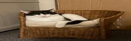 Mixed Breed cats for sale: Rehoming our beautiful boy Ziggy  in Winchester - Advert 1