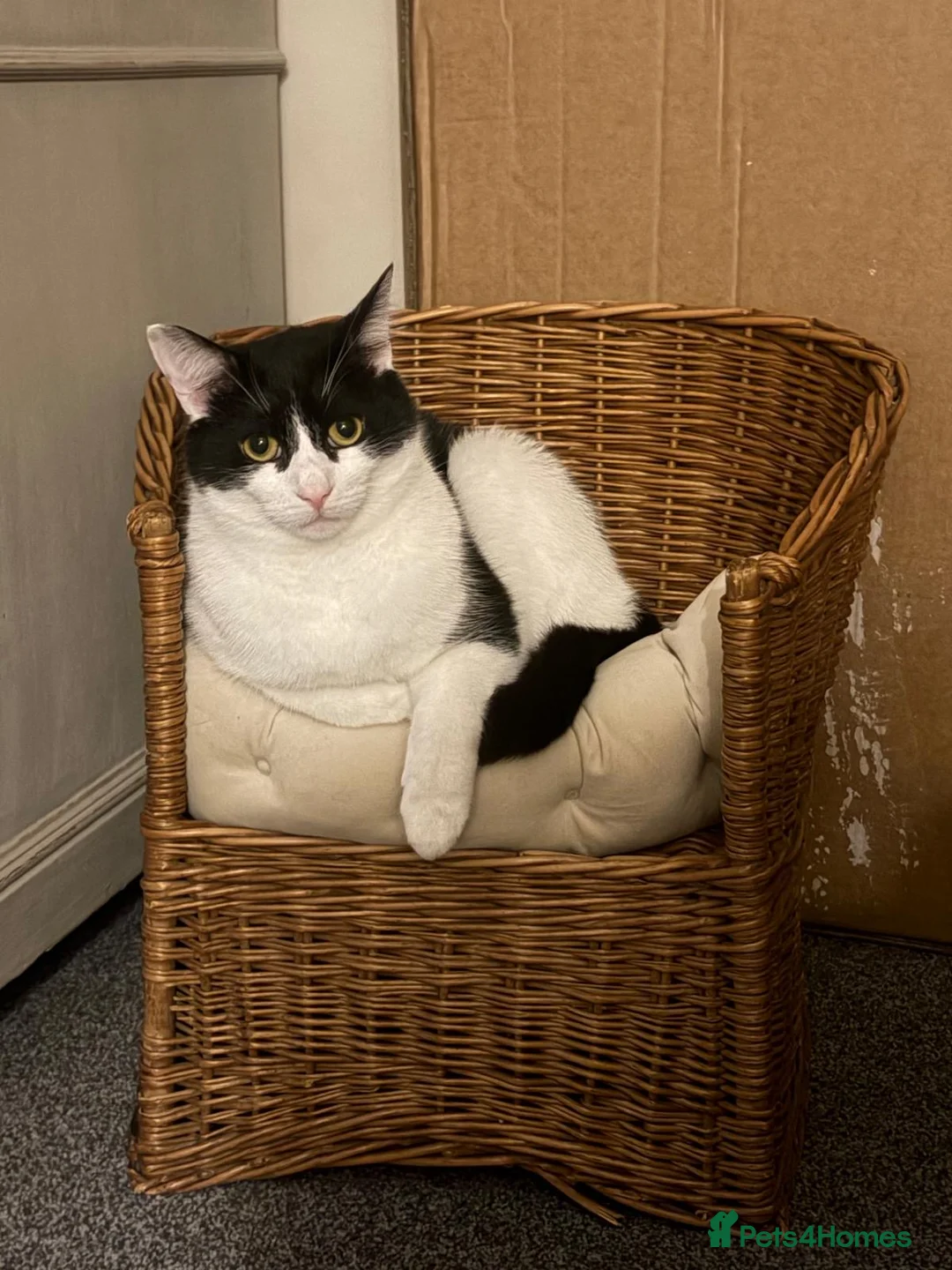 Mixed Breed cats for sale: Rehoming our beautiful boy Ziggy  in Winchester - Advert 1