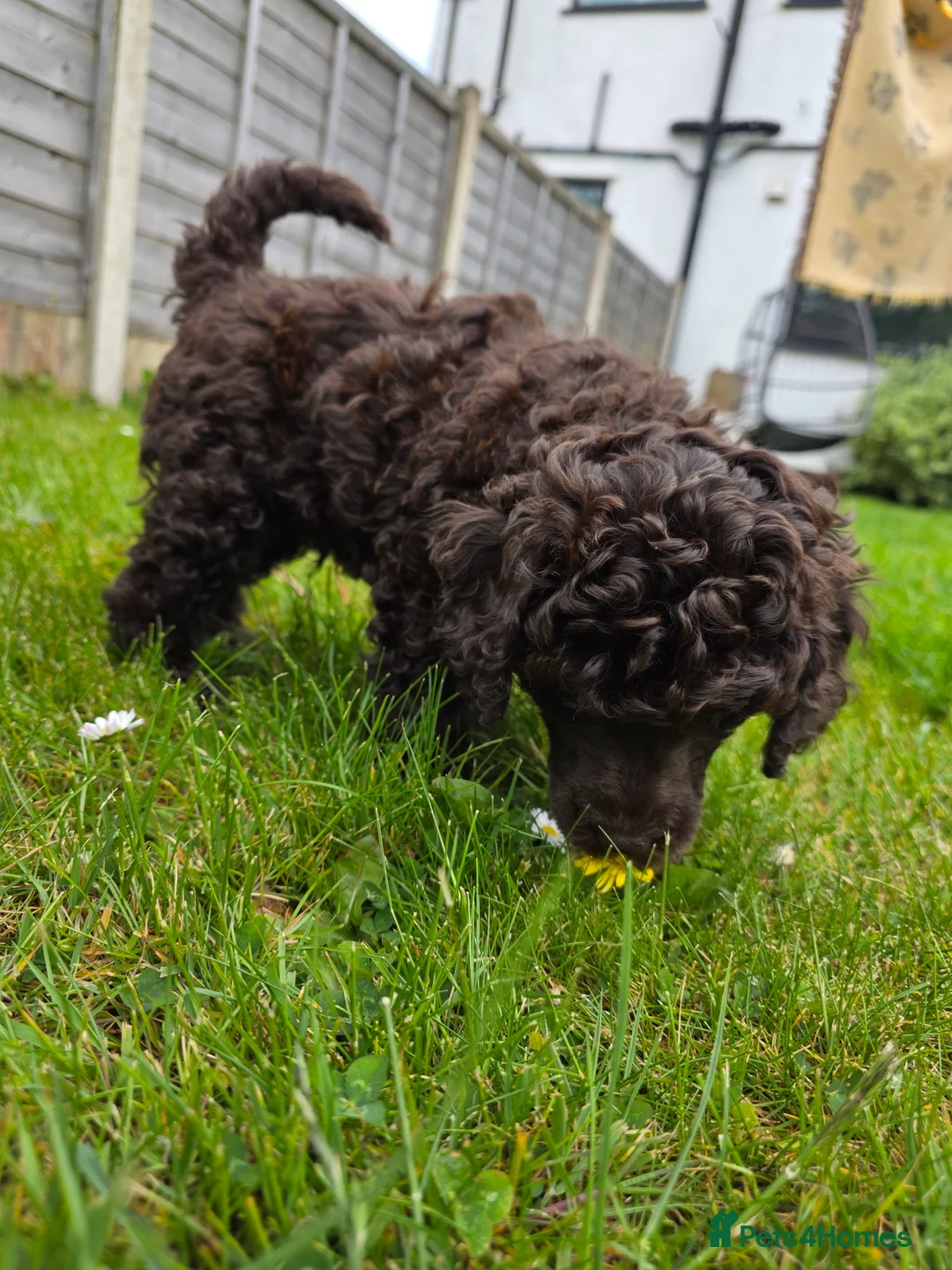 Miniature Poodle dogs for sale: Miniature poodle puppies. Kc registered in Southport - Advert 2