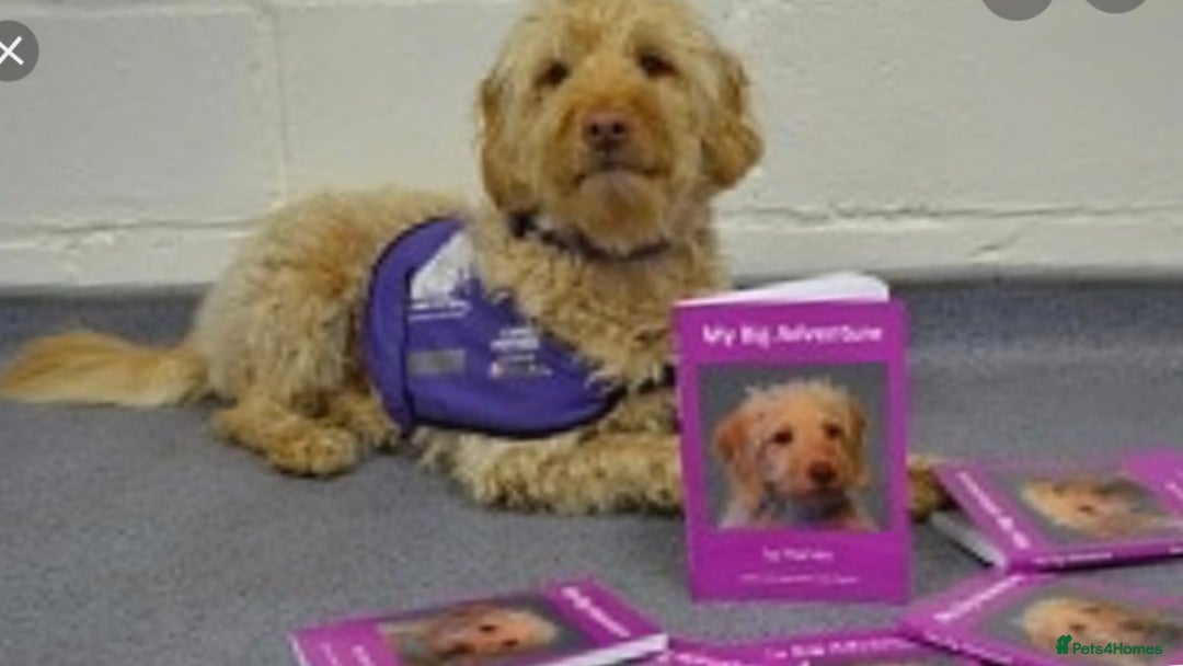 Australian Labradoodle dogs for sale: Australian labradoodles from Annetteslabradoodles  - Advert 29