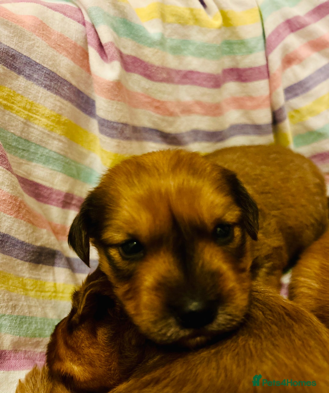 Mixed Breed dogs for sale: Pomeranian/ cocker spaniel cross  - Advert 14