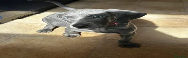 Weimaraner Puppy 6