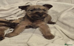 Irish Terrier dogs for sale: Home raised Irish terrier  - Image 20