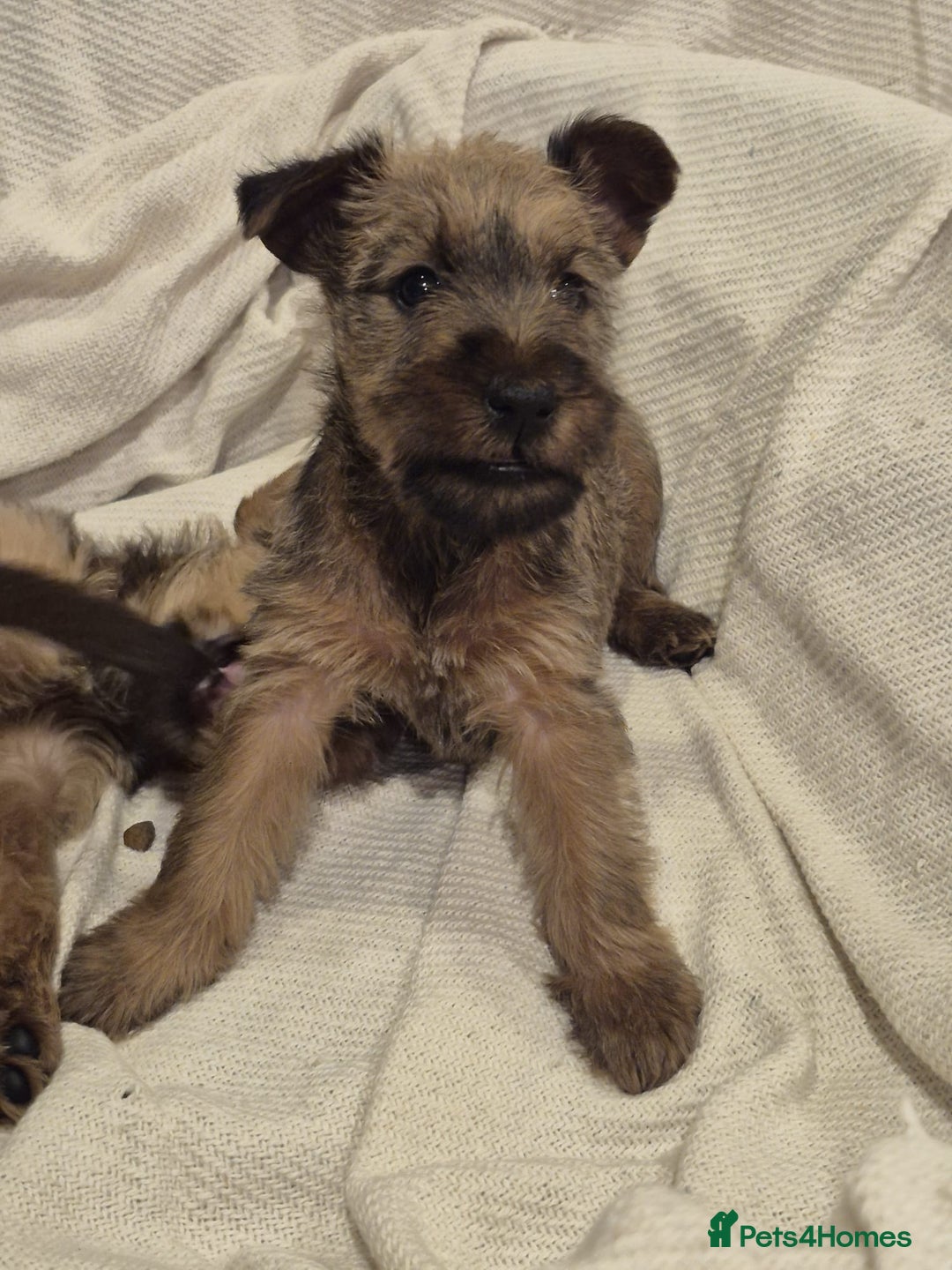 Irish Terrier dogs for sale: Home raised Irish terrier  - Image 20