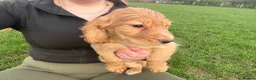 Cocker Spaniel dogs for sale: Golden cocker spaniel pups  in Appleby-in-Westmorland - Advert 4