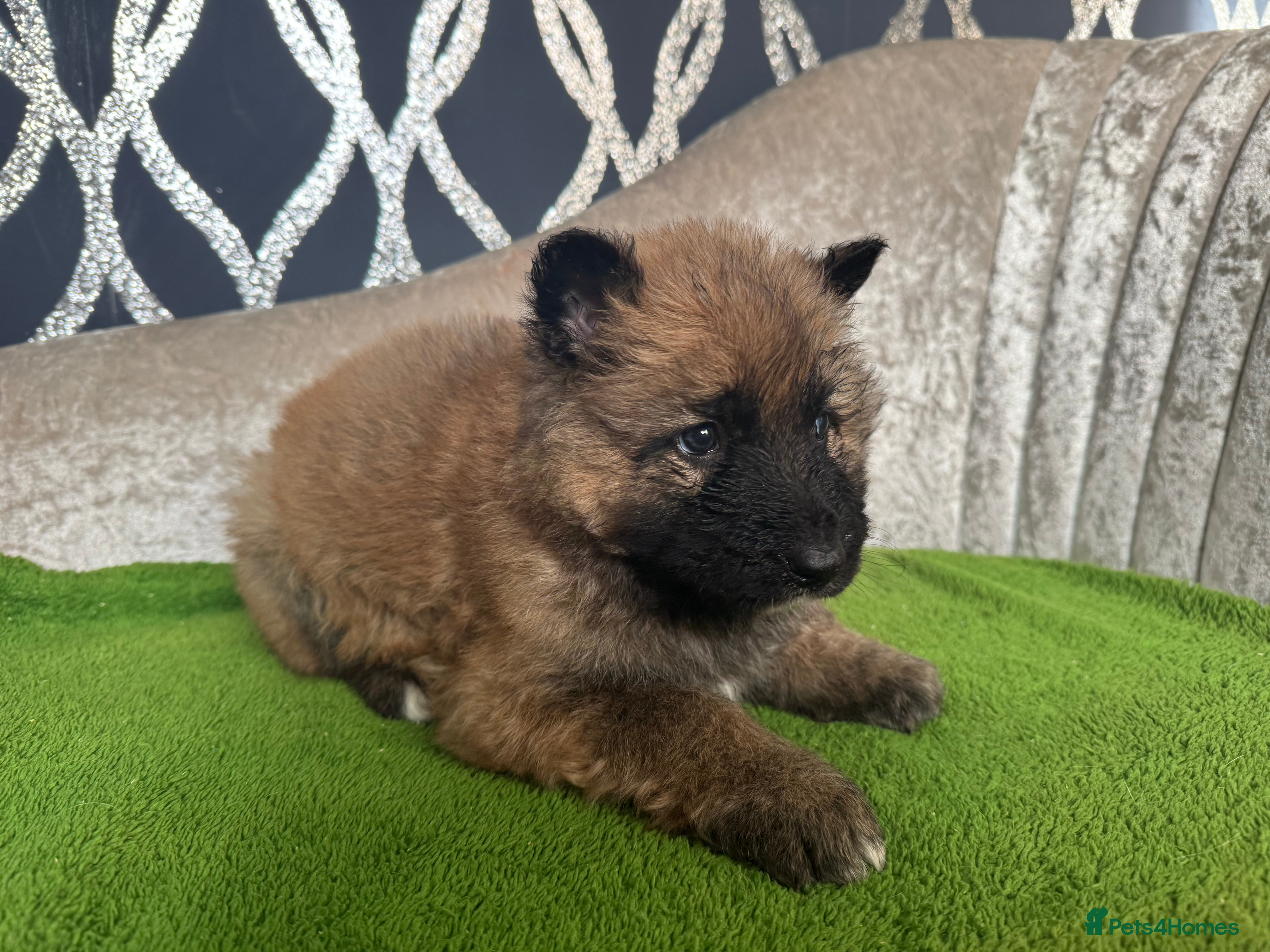 German Shepherd dogs German shepherds - Advert 18