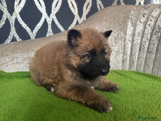 German Shepherd dogs German shepherds - Advert 6