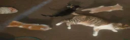 Bengal cats for sale: Gorgeous little kittens for sale  - Advert 8