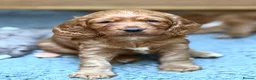 Field Spaniel dogs for sale: field spaniel  - Advert 1