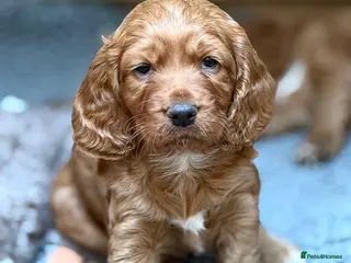 Field Spaniel dogs field spaniel - Advert 5